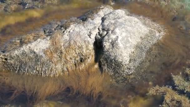 Beautiful old big stones in clear sea shrouded in various algae — Stock Video