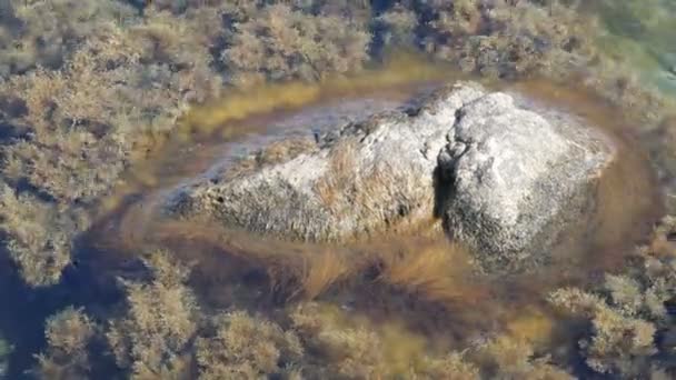 Hermosas piedras grandes viejas en el mar claro envuelto en varias algas — Vídeo de stock