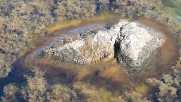 Hermosas piedras grandes viejas en el mar claro envuelto en varias algas — Vídeo de stock