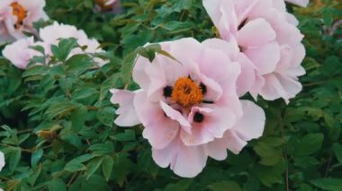 Büyük güzel pembe peonies Park