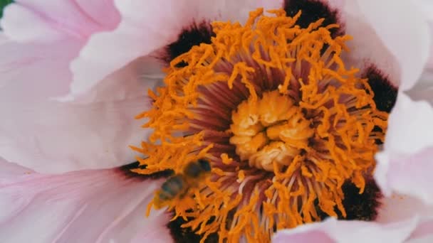 La abeja con el polen en las patas de la flor rosa recoge la red — Vídeos de Stock