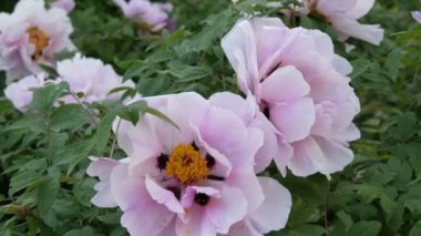 Büyük güzel pembe peonies görünümü Kapat