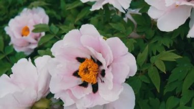 Büyük güzel pembe peonies görünümü Kapat