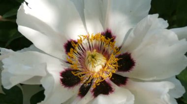 Büyük güzel pembe peonies görünümü Kapat