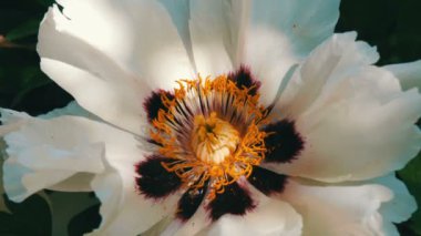 Büyük güzel pembe peonies görünümü Kapat