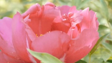 Büyük güzel pembe peonies görünümü Kapat