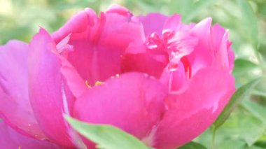 Büyük güzel pembe peonies görünümü Kapat