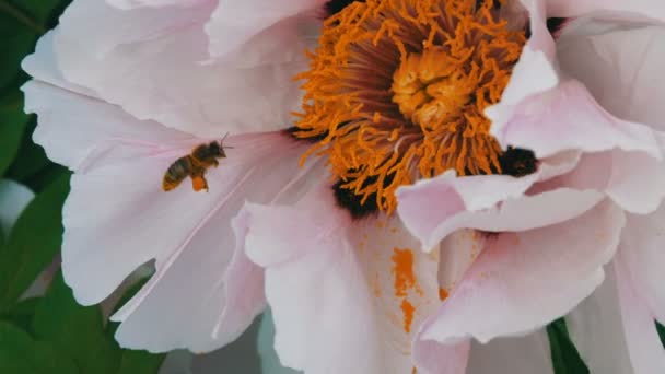 De bijen met het stuifmeel op poten op de roze bloem verzamelt het net — Stockvideo