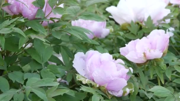 Large beautiful pink peonies in the park — Stock Video