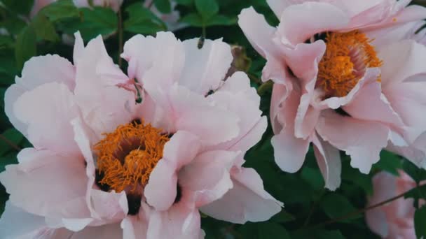 A abelha com o pólen nas patas da flor rosa recolhe a rede — Vídeo de Stock