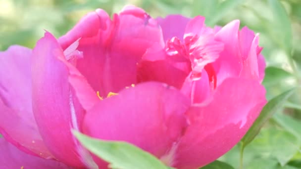 Grote mooie roze pioenrozen sluit weergave — Stockvideo