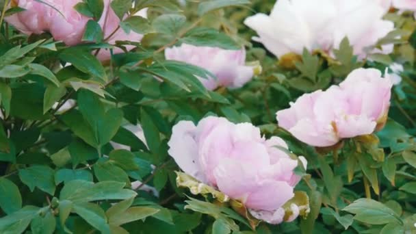 Große schöne rosa Pfingstrosen im Park — Stockvideo