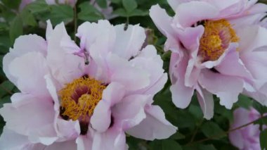 Büyük güzel pembe peonies görünümü Kapat