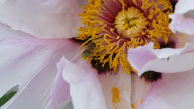 Arı polen pembe çiçek üzerinde pençeleri üzerinde ile net toplar