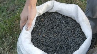 Ayçiçeği tohumu bir ürün çok dokunaklı bir çiftçinin Mens eller. Ayçiçeği tohumu hasat. Ayçekirdeği büyük beyaz çanta içinde görünümü kapatın