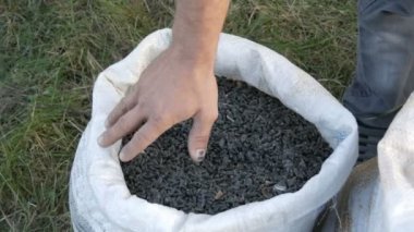 Ayçiçeği tohumu bir ürün çok dokunaklı bir çiftçinin Mens eller. Ayçiçeği tohumu hasat. Ayçekirdeği büyük beyaz çanta içinde görünümü kapatın