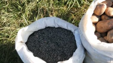 Sonbaharda hasat. Torba patates ve ayçiçeği tohumu