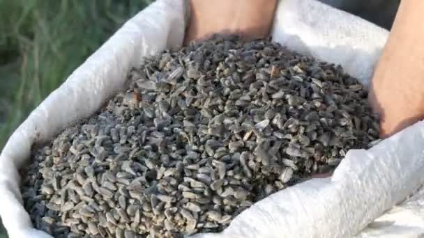 Las manos de los hombres de un agricultor se sumergen en un cultivo de semillas de girasol. Cosecha de semillas de girasol. Semillas de girasol en bolsa blanca grande vista de cerca — Vídeos de Stock