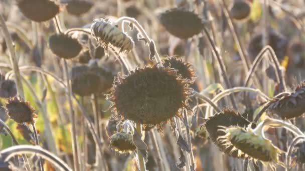 Cabezas de girasoles secos en un campo. Muchos girasoles secos madurados, cosecha de otoño — Vídeo de stock