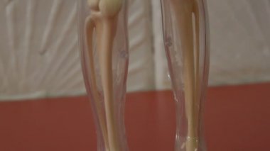 İnsan vücudunun anatomik yapısının oyuncak modeli. Adamın yapay mock-up