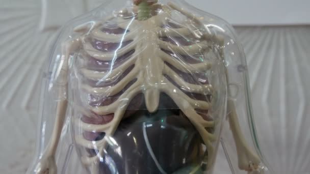 Spielzeugmodell der anatomischen Struktur des menschlichen Körpers. künstliche Attrappe einer schwangeren Frau mit einem Fötus im Bauch — Stockvideo