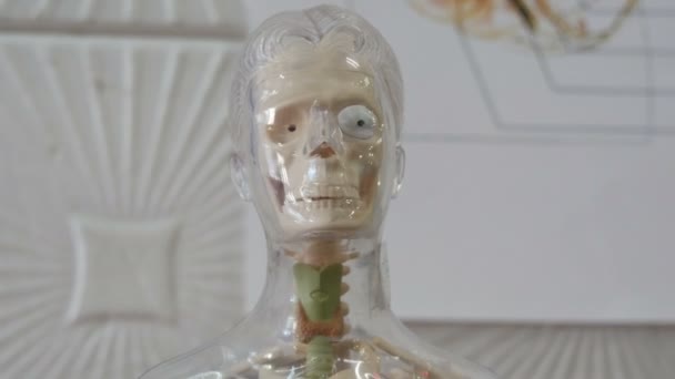 Spielzeugmodell der anatomischen Struktur des menschlichen Körpers. Künstliche Attrappe eines Mannes — Stockvideo