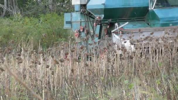 Сільськогосподарський комбайн на полі під час збору врожаю сухого соняшника крупним планом. Комбайн, що працює на соняшниковому полі . — стокове відео