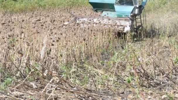 Moissonneuse-batteuse agricole dans le champ pendant la récolte tournesol sec vue de près. Combiner le travail sur champ de tournesol . — Video