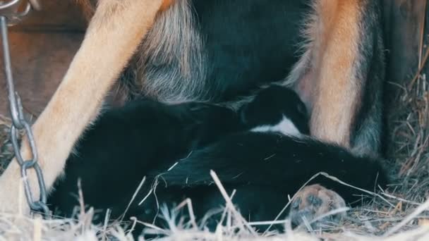 Kleine blind pasgeboren pup in handen van een man. In de buurt van punten moeder van pup close-up — Stockvideo