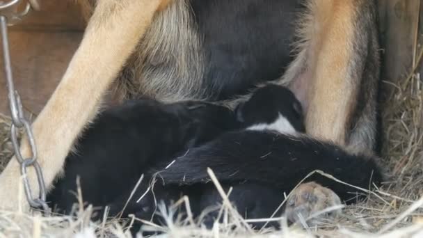 Mały blind noworodka szczeniaka w ręce człowieka. W pobliżu biegnie Mama szczeniak bliska — Wideo stockowe