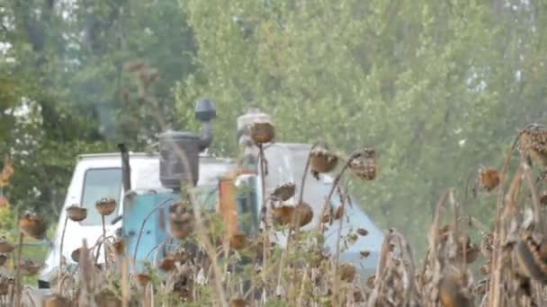 Kombinieren Arbeiten auf Sonnenblumenfeld. Mähdrescher auf dem Feld während der Ernte trockene Sonnenblume — Stockvideo