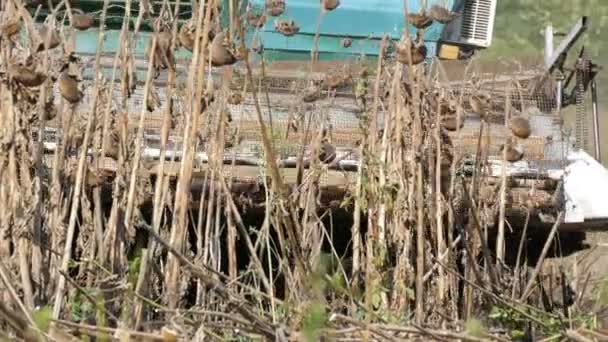 Kombinieren Arbeiten auf Sonnenblumenfeld. Mähdrescher auf dem Feld während der Ernte trockene Sonnenblume — Stockvideo