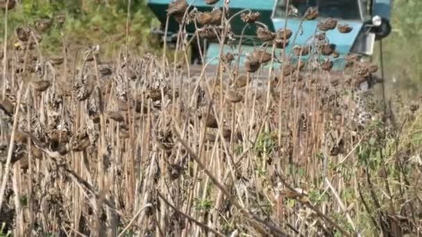 Kombinera arbetar på solros fält. Jordbruks skördetröska i fältet under skörden torka solros — Stockvideo