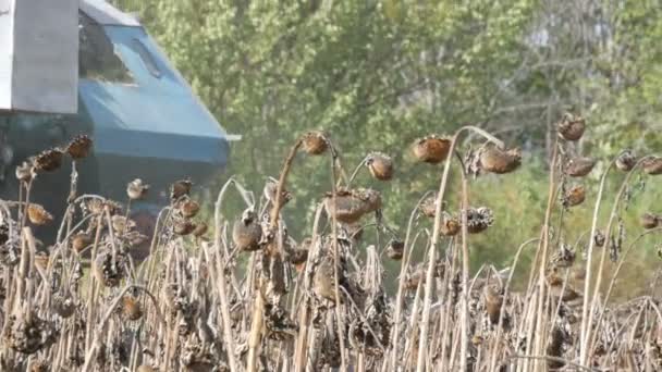 Combineer werken op zonnebloem veld. Agrarische combine harvester in het veld tijdens de oogst droge zonnebloem — Stockvideo