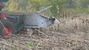 Ayçiçeği bir ürün alan üzerinde eski bir mavi hasat hasat. Kuru ayçiçeği tarım bir birleştirme kullanarak kesilir
