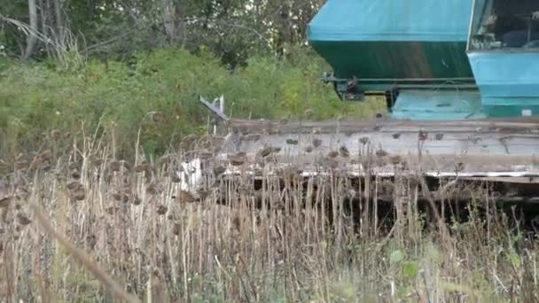 Moissonneuse-batteuse agricole dans le champ pendant la récolte tournesol sec vue de près. Combiner le travail sur champ de tournesol . — Video