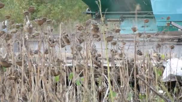 Colheitadeira agrícola no campo durante a colheita girassol seco vista de perto. Combinar o trabalho no campo de girassol . — Vídeo de Stock