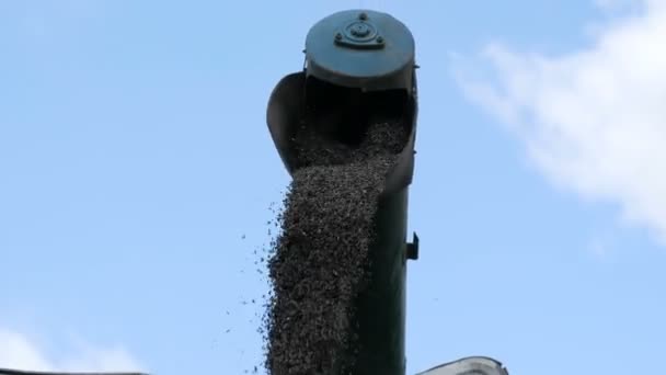 Le flux de tournesol fraîchement fauché se déplace de combiner à la vue rapprochée du camion, Tournesol Harvest, moissonneuse-batteuse de travail transférer sa charge de tournesol fraîchement coupé à une remorque en attente — Video