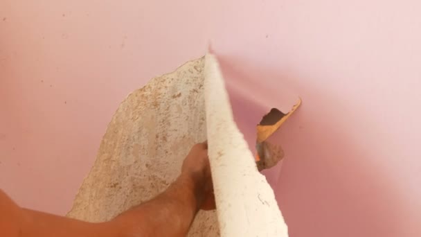 Reparaciones en casa. La mano masculina despega el papel pintado viejo rosa de las paredes con espátula especial — Vídeos de Stock