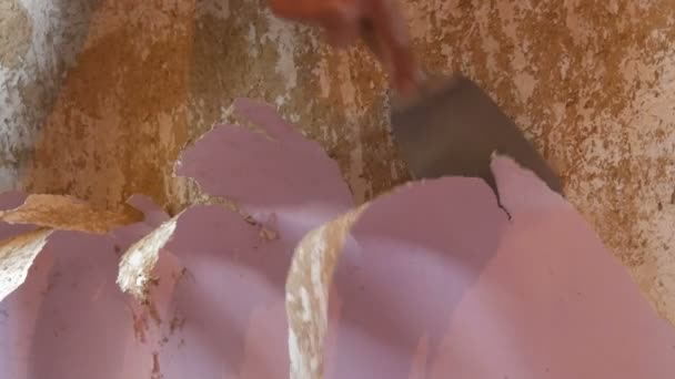 Reparaciones en casa. La mano masculina despega el papel pintado viejo rosa de las paredes con espátula especial de cerca — Vídeo de stock