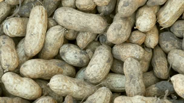 ピーナッツの収穫は、ビューを閉じます。新鮮な収穫ピーナッツ シェルで地面から. — ストック動画