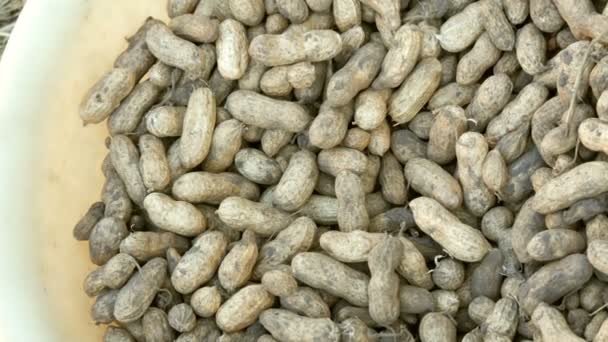 Свіжозбираний арахіс з землі в мушлі. Арахісовий урожай крупним планом — стокове відео