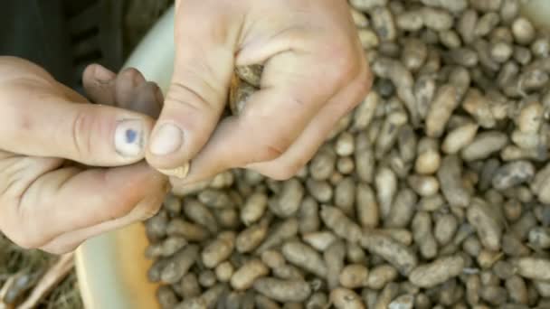 Excavado Tierra Cacahuetes Cáscara Las Manos Masculinas Separan Cáscara Maní — Vídeos de Stock