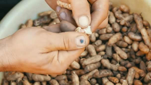 Excavado de la tierra cacahuetes en una cáscara. Las manos masculinas separan la cáscara de maní de las semillas . — Vídeos de Stock