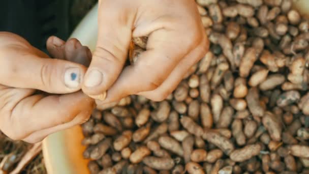 Витягніть з землі арахіс у раковину. Чоловічі руки відокремлюють арахісову оболонку від насіння . — стокове відео