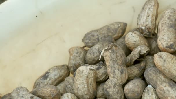 Erdnussernte aus nächster Nähe. frisch geerntete Erdnüsse aus der Erde in der Schale. — Stockvideo