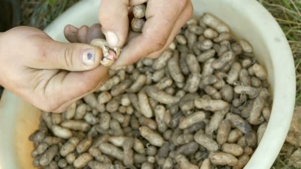 Escavado do chão amendoins em uma concha. Mãos masculinas separam a casca de amendoim das sementes . — Vídeo de Stock