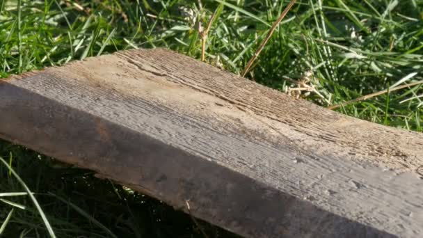 Man hammering used long nail into old boards — Stock Video