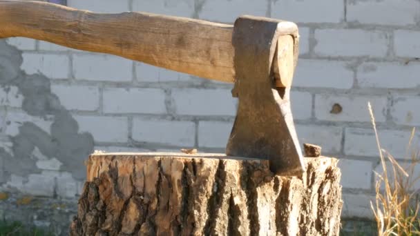 Large village ax sticking in tree stump — Stock Video