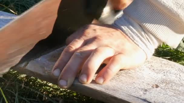 Vue rapprochée d'un homme sciant du bois Panneau avec scie à main et sciure — Video